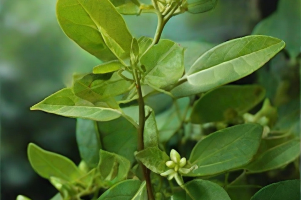 Gymnema Sylvestre